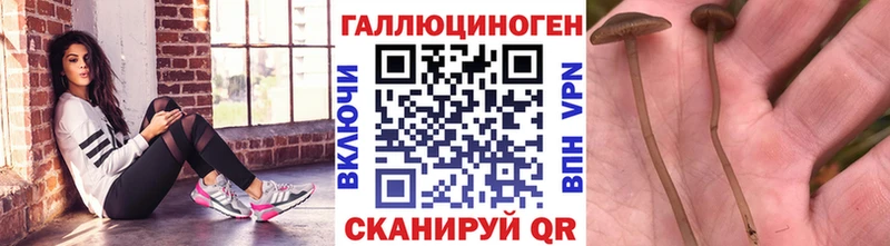 Галлюциногенные грибы Psilocybe  купить   Ялта 